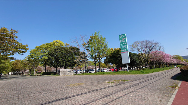 本城公園の桜 (1)