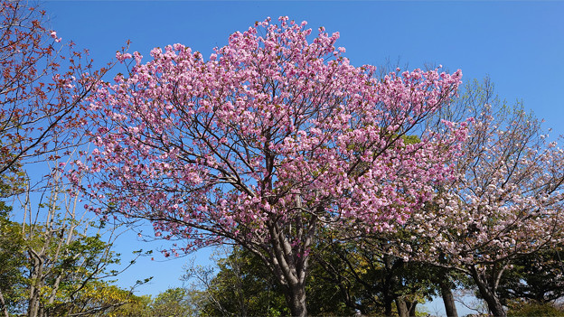 本城公園の桜 (2)