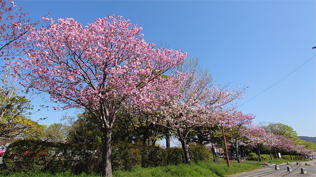 本城公園の桜 (3)