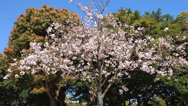本城公園の桜 (5)