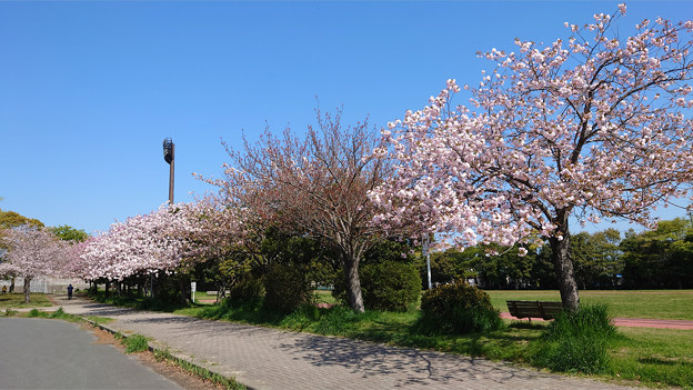 本城公園の桜 (7)