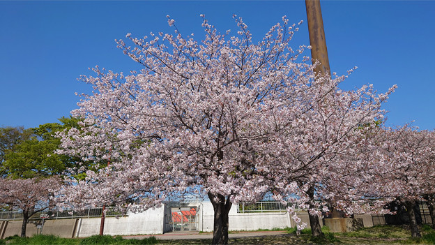 本城公園の桜 (8)