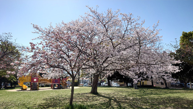 本城公園の桜 (10)