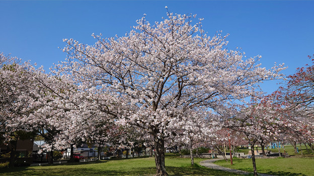 本城公園の桜 (11)