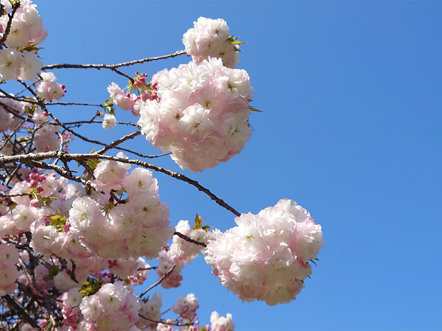 本城公園の桜 (12)