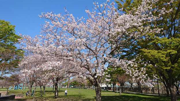 本城公園の桜 (13)
