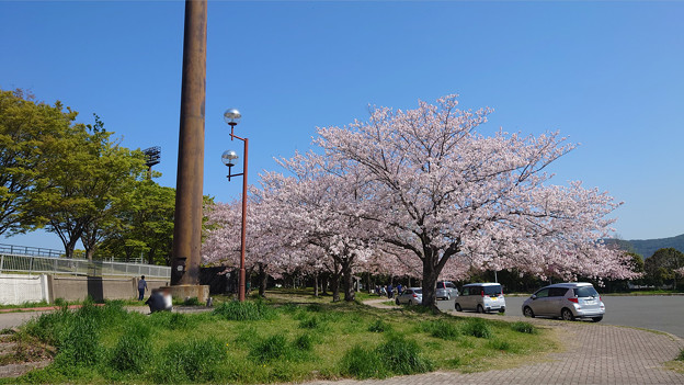 本城公園の桜 (16)