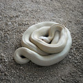 写真: 岩國白蛇神社 (33) 白蛇観覧所