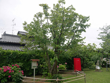 宮崎兄弟の生家 (15) 菩提樹