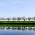 写真: 水鏡桜と気球