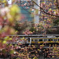 写真: 葉桜と列車