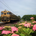 写真: 紫陽花と「或る列車」