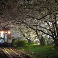 Photos: 夜桜ライトアップ
