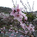 写真: 桜1