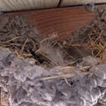 写真: 燕の巣