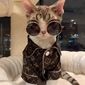 写真: ルイヴィトン ブランド 犬猫服 ザノースフェイス ペットの首輪 かわいい