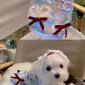 写真: シャネル ペット夏の服 ハイブランド 犬用Tシャツ Supreme ペット 首輪バンダナ リード