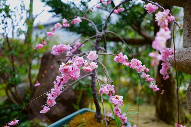 写真: 鉢植えの八重枝垂れ梅