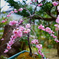 鉢植えの八重枝垂れ梅