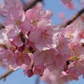 Photos: 桜にミツバチ