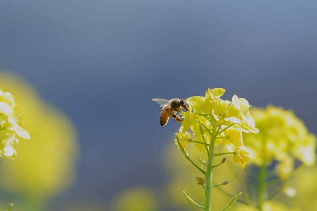Photos: 菜の花にミツバチくん