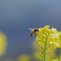 Photos: 菜の花にミツバチくん