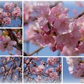 Photos: 河津桜とミツバチ