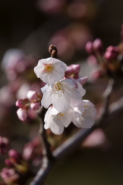 写真: ソメイヨシノが開花