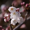 Photos: ソメイヨシノが開花