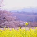 Photos: 菜の花とソメイヨシノ（1）