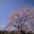 Photos: 青空と満開の桜