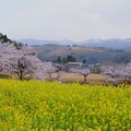 Photos: 菜の花と満開の桜並木