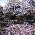 兼六園　白い八重桜と散ったソメイヨシノ