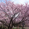 満開の兼六園熊谷桜