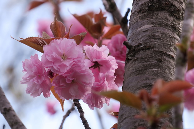 八重の桜　　関山