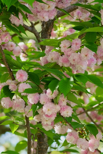 満開の兼六園菊桜（1）