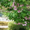 兼六園菊桜（2）