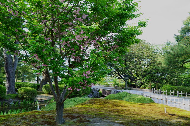 兼六園菊桜（3）
