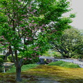 兼六園菊桜（3）