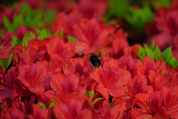 写真: のとキリシマに魅了され　小さな黒い蜂さん