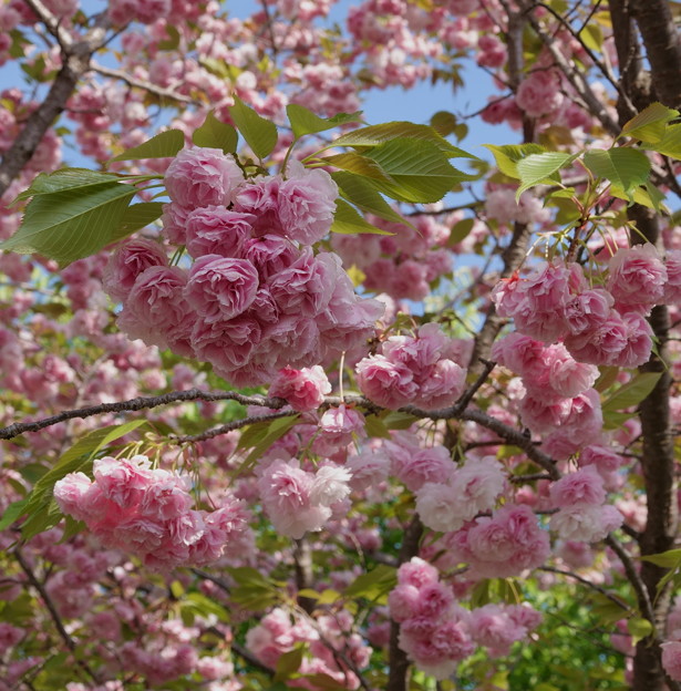 写真: 薔薇のような八重桜 (1)