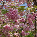 薔薇のような八重桜 (1)