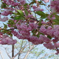 薔薇のような八重桜(2)