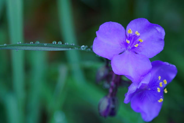 写真: 紫露草　｡ﾟ･｡･oﾟ･｡ﾟ･