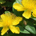 ヒペリカム・カリシナムにミツバチ