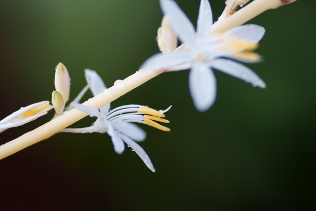 写真: オリヅルランの花