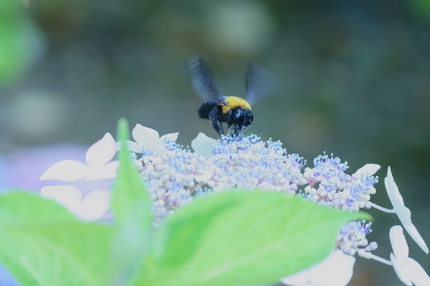 Photos: 紫陽花にクマバチ（1）