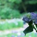 Photos: 紫陽花