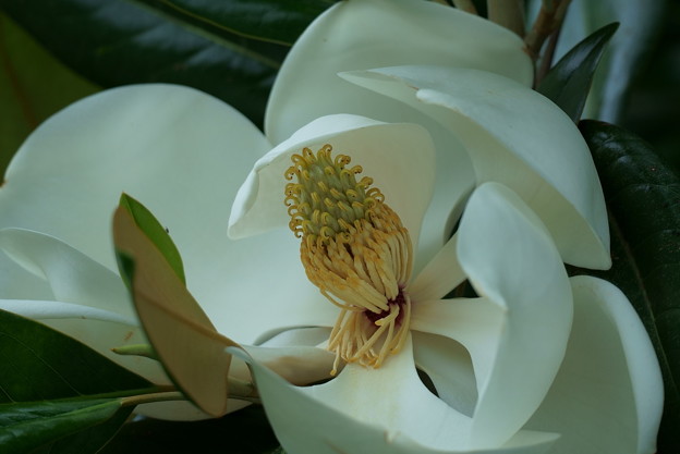タイサンボク（1）　巨大な花