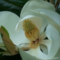 タイサンボク（1）　巨大な花